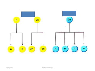 19/08/2015 Professora Ionara
 