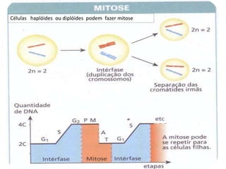 19/08/2015 Professora Ionara
Células haplóides ou diplóides podem fazer mitose
 