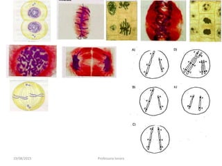 19/08/2015 Professora Ionara
 