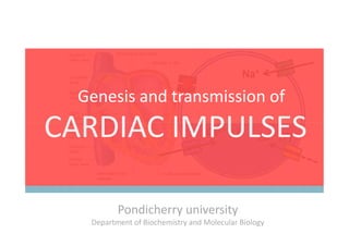 CARDIAC IMPULSES
Genesis and transmission of
CARDIAC IMPULSES
Pondicherry university
Department of Biochemistry and Molecular Biology
 