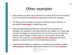 Other examples
• Some protein hormones are synthesized as inactive precursors. For example,
insulin is derived from proinsulin by proteolytic removal of a peptide.
• The fibrous protein collagen, the major constituent of skin and bone, is
derived from procollagen, a soluble precursor.
• Many developmental processes are controlled by the activation of
zymogens. For example, in the metamorphosis of a tadpole into a frog, large
amounts of collagen are resorbed from the tail in the course of a few days.
Likewise, much collagen is broken down in a mammalian uterus after
delivery. The conversion of procollagenase into collagenase, the active
protease, is precisely timed in these remodeling processes.
• Programmed cell death, or apoptosis, is mediated by proteolytic enzymes
called caspases, which are synthesized in precursor form as procaspases.
• Some protein hormones are synthesized as inactive precursors. For example,
insulin is derived from proinsulin by proteolytic removal of a peptide.
• The fibrous protein collagen, the major constituent of skin and bone, is
derived from procollagen, a soluble precursor.
• Many developmental processes are controlled by the activation of
zymogens. For example, in the metamorphosis of a tadpole into a frog, large
amounts of collagen are resorbed from the tail in the course of a few days.
Likewise, much collagen is broken down in a mammalian uterus after
delivery. The conversion of procollagenase into collagenase, the active
protease, is precisely timed in these remodeling processes.
• Programmed cell death, or apoptosis, is mediated by proteolytic enzymes
called caspases, which are synthesized in precursor form as procaspases.
 