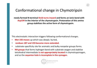 Conformational change in Chymotripsin
newly formed N-terminal Ile16 turns inward and forms an ionic bond with
Asp194 in the interior of the chymotrypsin. Protonation of this amino
group stabilizes the active form of chymotrypsin.
This electrostatic interaction triggers following conformational changes.
• Met 192 moves up which was deeply buried,
• residues 187 and 193 become more extended.
• substrate-specificity site for aromatic and bulky nonpolar groups forms.
• NH groups that forms hydrogen bond with substrate oxygen and stabilize
tetrahedral intermediate is not appropriately located in chymotrypsinogen,
and so the oxyanion hole is incomplete in the zymogen.
newly formed N-terminal Ile16 turns inward and forms an ionic bond with
Asp194 in the interior of the chymotrypsin. Protonation of this amino
group stabilizes the active form of chymotrypsin.
This electrostatic interaction triggers following conformational changes.
• Met 192 moves up which was deeply buried,
• residues 187 and 193 become more extended.
• substrate-specificity site for aromatic and bulky nonpolar groups forms.
• NH groups that forms hydrogen bond with substrate oxygen and stabilize
tetrahedral intermediate is not appropriately located in chymotrypsinogen,
and so the oxyanion hole is incomplete in the zymogen.
 