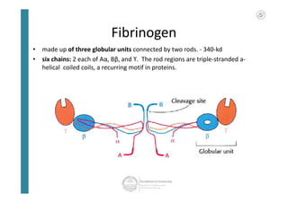 Fibrinogen
• made up of three globular units connected by two rods. - 340-kd
• six chains: 2 each of Aα, Bβ, and ϒ. The rod regions are triple-stranded a-
helical coiled coils, a recurring motif in proteins.
 