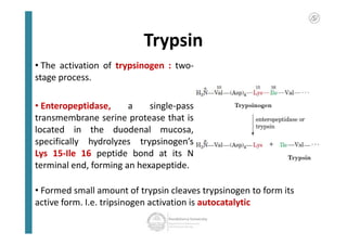 Trypsin activates other proteases
 
