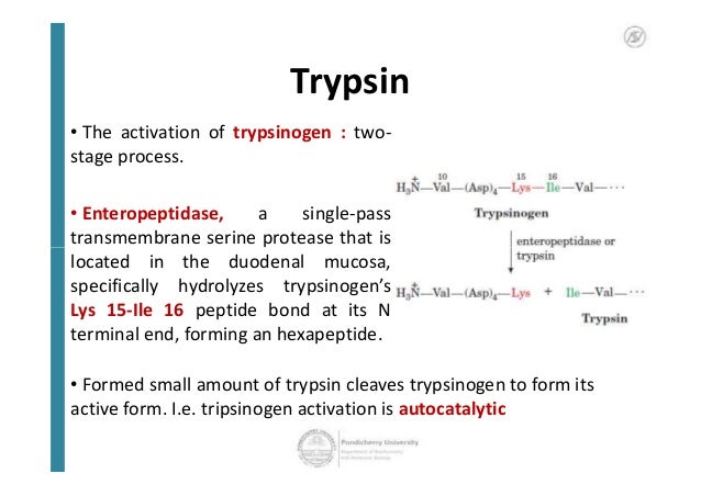 Proteolytic Activation trypsin reaction diagram 