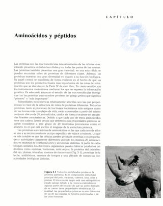 1 SEMANA pdf AMINOASIDOS Y PETTIDOS.pdf