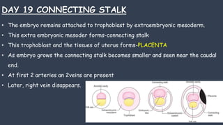 EMBRYOLOGY in Orthodontics and dentofacial orthopaedics | PPTX