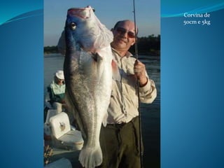 Corvina de
50cm e 5kg
 