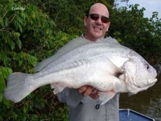 Tucunaré
Amarelo
Corvina
 