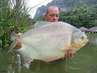 Tucunaré
Amarelo
Pacu
 