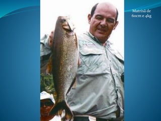 Matrixã de
60cm e 4kg
 