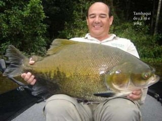 Corvina de
50cm e 5kg
Tambaqui
de 1,2 m e
30kg
 