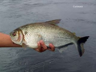 Matrixã de
60cm e 4kg
Curimatá
 