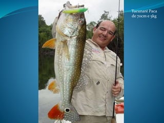 Tucunaré Paca
de 70cm e 5kg
 