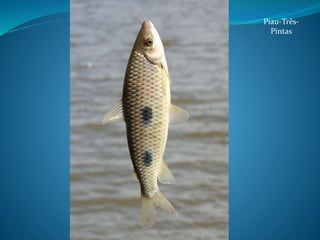 Piau-Três-
Pintas
 