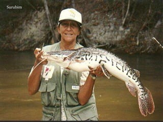 Tucunaré
Amarelo
Surubim
 