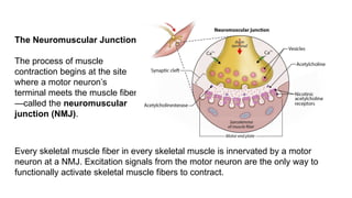 Comprehensive Overview of Muscle Physiology and Function in the Human ...