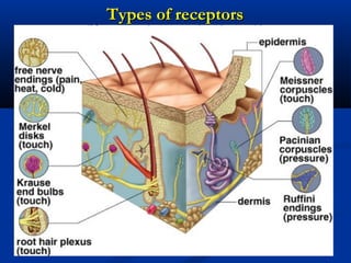 Types of receptorsTypes of receptors
 