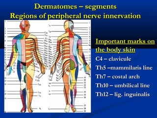 Dermatomes – segmentsDermatomes – segments
Regions of peripheral nerve innervationRegions of peripheral nerve innervation
Important marks onImportant marks on
the body skinthe body skin
С4 –С4 – claviculeclavicule
Th5 –mammilaris lineTh5 –mammilaris line
ThTh7 –7 – costal archcostal arch
ThTh10 –10 – umbilical lineumbilical line
ThTh12 –12 – lig. inguinalislig. inguinalis
 