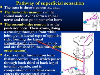 Pathway of superficialPathway of superficial sensationsensation
 The tract is three-neuronsThe tract is three-neurons (blue colour).(blue colour).
 The first-order neuronThe first-order neuron is in theis in the
spinal node. Axons form a spinalspinal node. Axons form a spinal
nerve and then go to posterior hornnerve and then go to posterior horn
 The second-order neuronThe second-order neuron is at theis at the
posterior horn. Their axons, doingposterior horn. Their axons, doing
a crossing through a front whitea crossing through a front white
joint, get in lateral rope of oppositejoint, get in lateral rope of opposite
side, forming theside, forming the laterallateral
spinothalamic tract.spinothalamic tract. Then go upThen go up
and are finished in thalamus (and are finished in thalamus (third-third-
order neuronorder neuron).).
 Axons of the third neuron formAxons of the third neuron form
thalamocortical tract, which passesthalamocortical tract, which passes
through back third of back leg ofthrough back third of back leg of
internal capsule, and ininternal capsule, and in
composition of a radiant crowncomposition of a radiant crown
 
