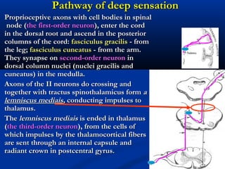 Pathway of deepPathway of deep sensationsensation
 Proprioceptive axons with cell bodies in spinalProprioceptive axons with cell bodies in spinal
node (node (the first-order neuronthe first-order neuron), enter the cord), enter the cord
in the dorsal root and ascend in the posteriorin the dorsal root and ascend in the posterior
columns of the cord:columns of the cord: fasciculus gracilisfasciculus gracilis - from- from
the leg;the leg; fasciculus cuneatusfasciculus cuneatus - from the arm.- from the arm.
They synapse onThey synapse on second-order neuronsecond-order neuron inin
dorsal column nuclei (nuclei gracilis anddorsal column nuclei (nuclei gracilis and
cuneatus) in the medulla.cuneatus) in the medulla.
 Axons of the II neurons do crossing andAxons of the II neurons do crossing and
together with tractus spinothalamicus formtogether with tractus spinothalamicus form aa
lemniscus mediaislemniscus mediais,, conducting impulses toconducting impulses to
thalamus.thalamus.
 TheThe lemniscus mediaislemniscus mediais is ended in thalamusis ended in thalamus
((the third-order neuronthe third-order neuron), from the cells of), from the cells of
which impulses by the thalamocortical fiberswhich impulses by the thalamocortical fibers
are sent through an internal capsule andare sent through an internal capsule and
radiant crown in postcentral gyrus.radiant crown in postcentral gyrus.
 