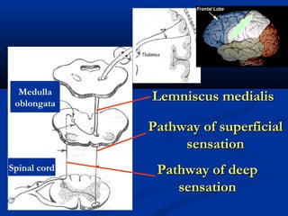 Pathway of superficialPathway of superficial
sensationsensation
Pathway of deepPathway of deep
sensationsensation
Lemniscus medialisLemniscus medialis
Spinal cord
Medulla
oblongata
 