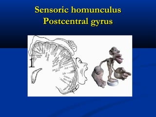 Sensoric homunculusSensoric homunculus
Postcentral gyrusPostcentral gyrus
 