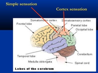 Simple sensationSimple sensation
Cortex sensationCortex sensation
 