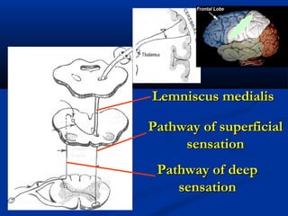 Pathway of superficialPathway of superficial
sensationsensation
Pathway of deepPathway of deep
sensationsensation
Lemniscus medialisLemniscus medialis
 