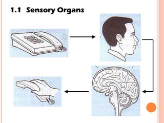 1.1 Sensory Organs 