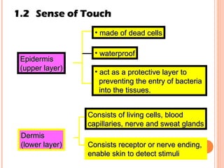 1.2 Sense of Touch Epidermis (upper layer) made of dead cells waterproof act as a protective layer to  preventing the entry of bacteria  into the tissues. Dermis (lower layer) Consists of living cells, blood  capillaries, nerve and sweat glands Consists receptor or nerve ending,  enable skin to detect stimuli 