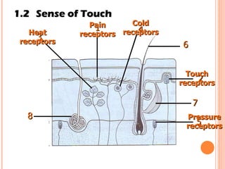 1.2 Sense of Touch 1 2 3 4 5 6 7 8 Pain receptors Touch receptors Heat receptors Cold receptors Pressure receptors 