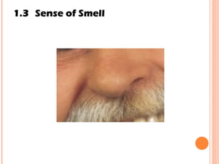 1.3 Sense of Smell 