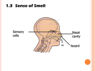 1.3 Sense of Smell Air  Sensory cells Nasal cavity Nostril 