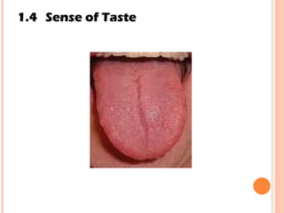 1.4 Sense of Taste 