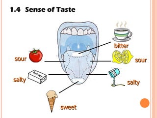 1.4 Sense of Taste bitter sour sour salty salty sweet 