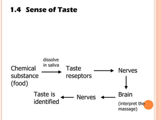 1.4 Sense of Taste Chemical substance (food) Taste reseptors dissolve in saliva Nerves Brain (interpret the massage) Nerves Taste is identified 
