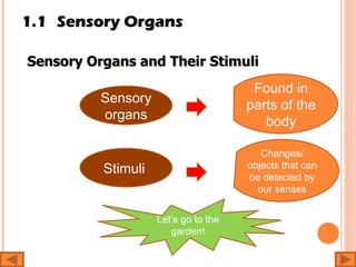 1.1 Sensory Organs Sensory Organs and Their Stimuli Sensory organs Stimuli  Found in parts of the body Changes/ objects that can be detected by our senses Let’s go to the garden! 