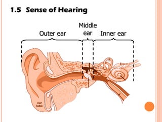 1.5 Sense of Hearing Outer ear Middle ear Inner ear 