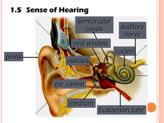 1.5 Sense of Hearing pinna ear cannal eardrum ossicles coclea Eustachian tube auditory nerve semicircular canals oval window 