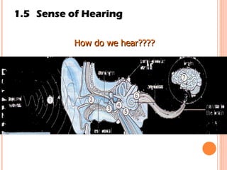 1.5 Sense of Hearing How do we hear???? 