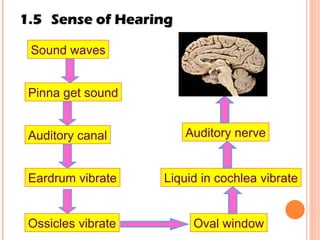 1.5 Sense of Hearing Pinna get sound Auditory canal Eardrum vibrate Ossicles vibrate Oval window Liquid in cochlea vibrate Sound waves Auditory nerve 