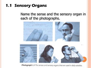 1.1 Sensory Organs Name the sense and the sensory organ in each of the photographs. 