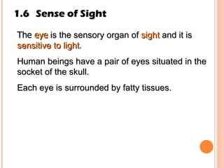 1.6 Sense of Sight The  eye  is the sensory organ of  sight  and it is  sensitive to light . Human beings have a pair of eyes situated in the socket of the skull. Each eye is surrounded by fatty tissues. 