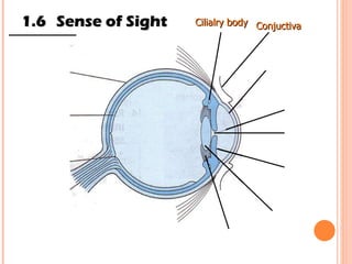 1.6 Sense of Sight Cilialry body Conjuctiva  