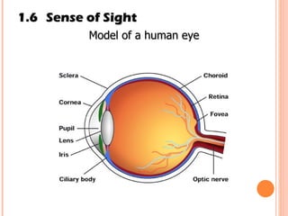 1.6 Sense of Sight Model of a human eye 