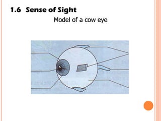1.6 Sense of Sight Model of a cow eye 