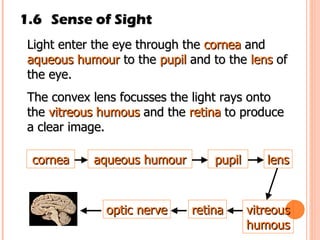 1.6 Sense of Sight Light enter the eye through the  cornea  and  aqueous humour  to the  pupil  and to the  lens  of the eye.  The convex lens focusses the light rays onto the  vitreous humous  and the  retina  to produce a clear image.  cornea aqueous humour pupil lens vitreous humous retina optic nerve 