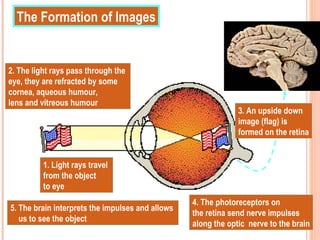 The Formation of Images How do we see????????? 1. Light rays travel  from the object  to eye 2. The light rays pass through the  eye, they are refracted by some  cornea, aqueous humour,  lens and vitreous humour 3. An upside down image (flag) is  formed on the retina 4. The photoreceptors on  the retina send nerve impulses  along the optic  nerve to the brain 5. The brain interprets the impulses and allows  us to see the object 