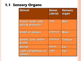 1.1 Sensory Organs Stimuli Sense ( deria ) Sensory organ Touch, heat, cold, pain & pressure Cold Skin Smell or odours Chemical Nose Sweet, sour, bitter & salt Chemical Tongue Sound Sound Ear Light (brightness or colour) Light Eye 
